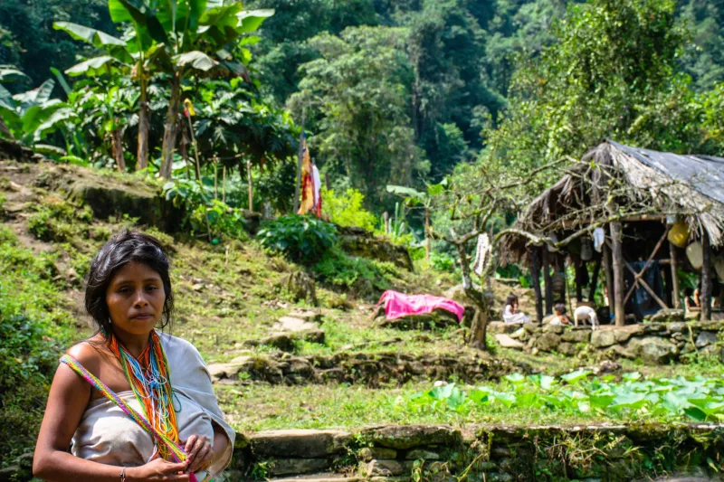 El bosque que recuerda: comunidades indígenas donde cada planta es un libro abierto
